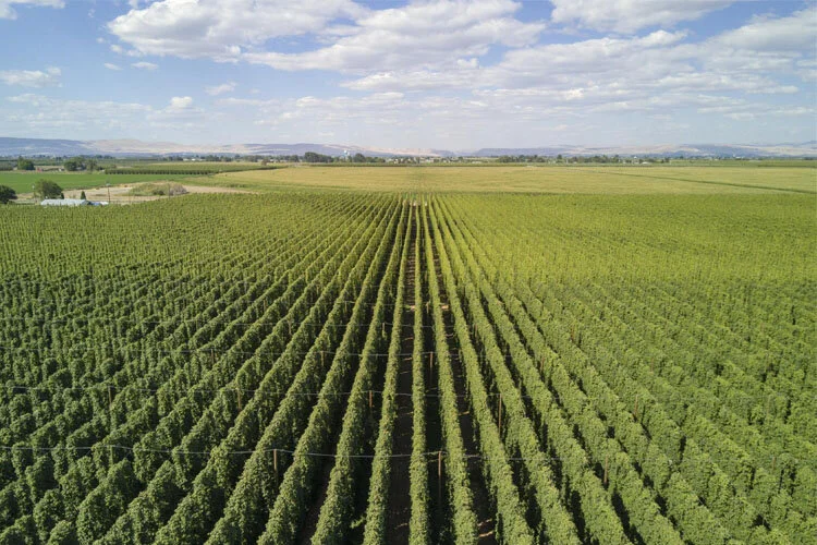 Bleeding Green, Pt. 2 — COVID-19 Forces Hop Growers to Confront New Concerns Over Supply, Safety