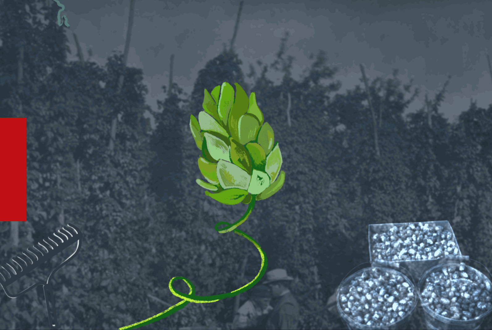 Respect Your Elders — How Fuggle and Golding Hops Changed Modern Beer Forever