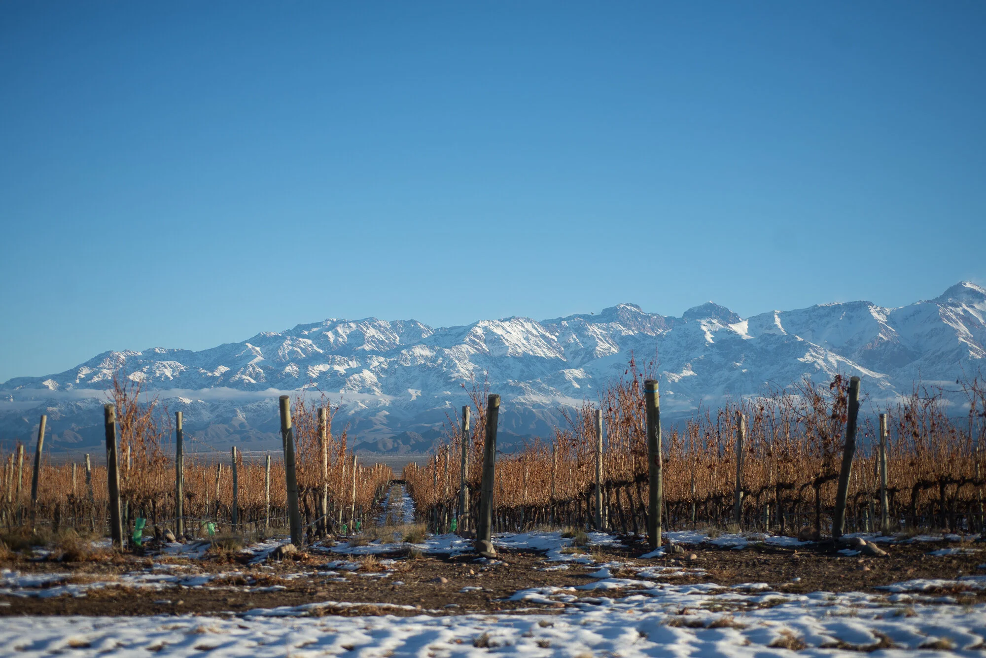 Brewing Change in the Land of Grapes — Chachingo Craft Beer in Mendoza, Argentina