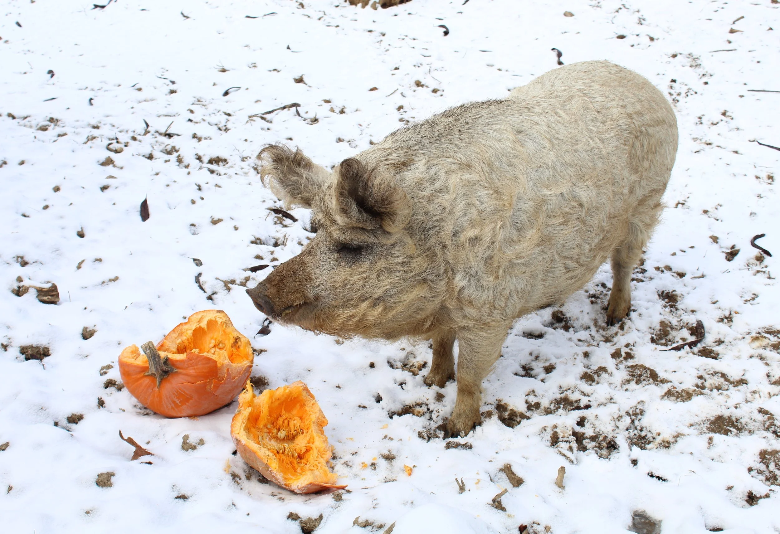Leaving the Edges Wild — Wooly Pig Farm Brewery in Fresno, Ohio