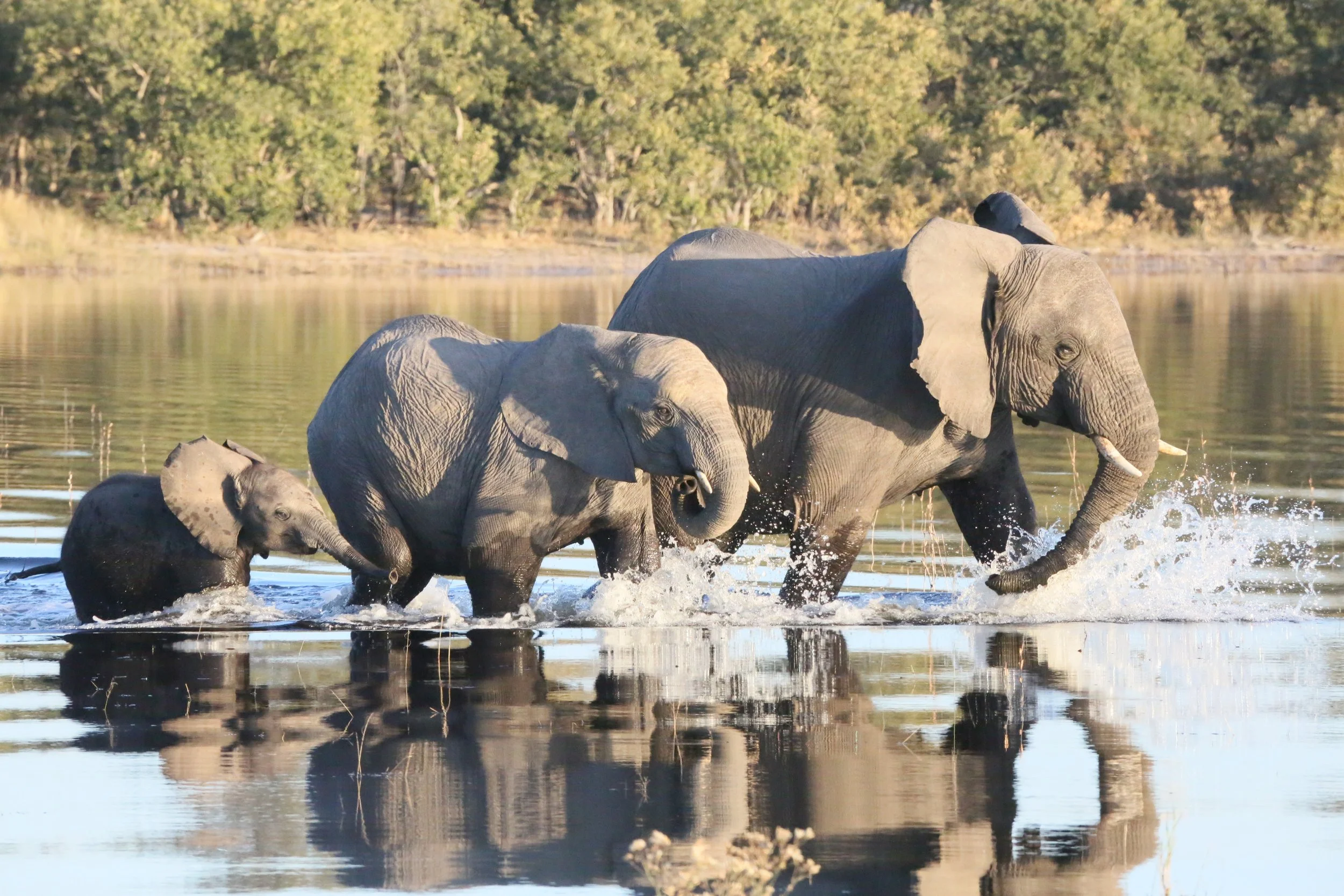 Elephant-Friendly Beer — Okavango Craft Brewery in Maun, Botswana