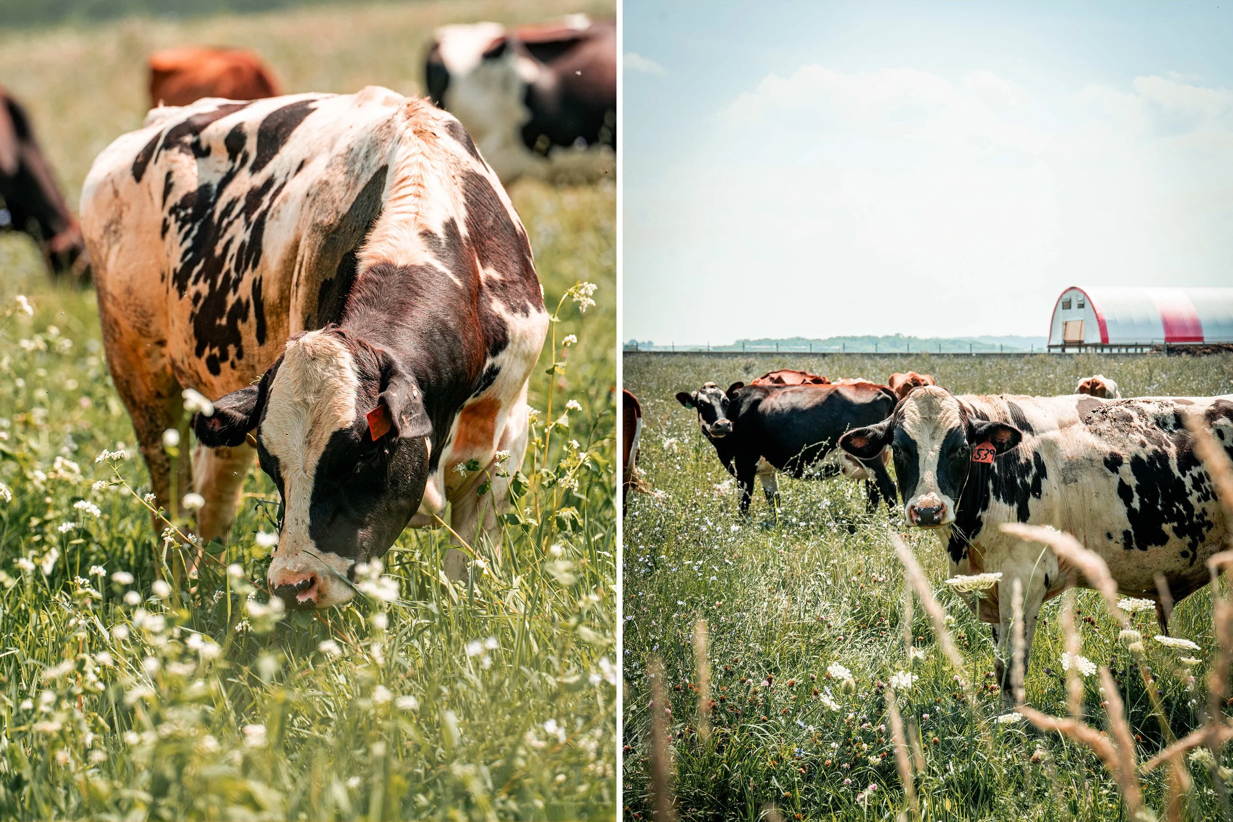 Wisconsin Intuition — How New Glarus Brewed a State Identity with