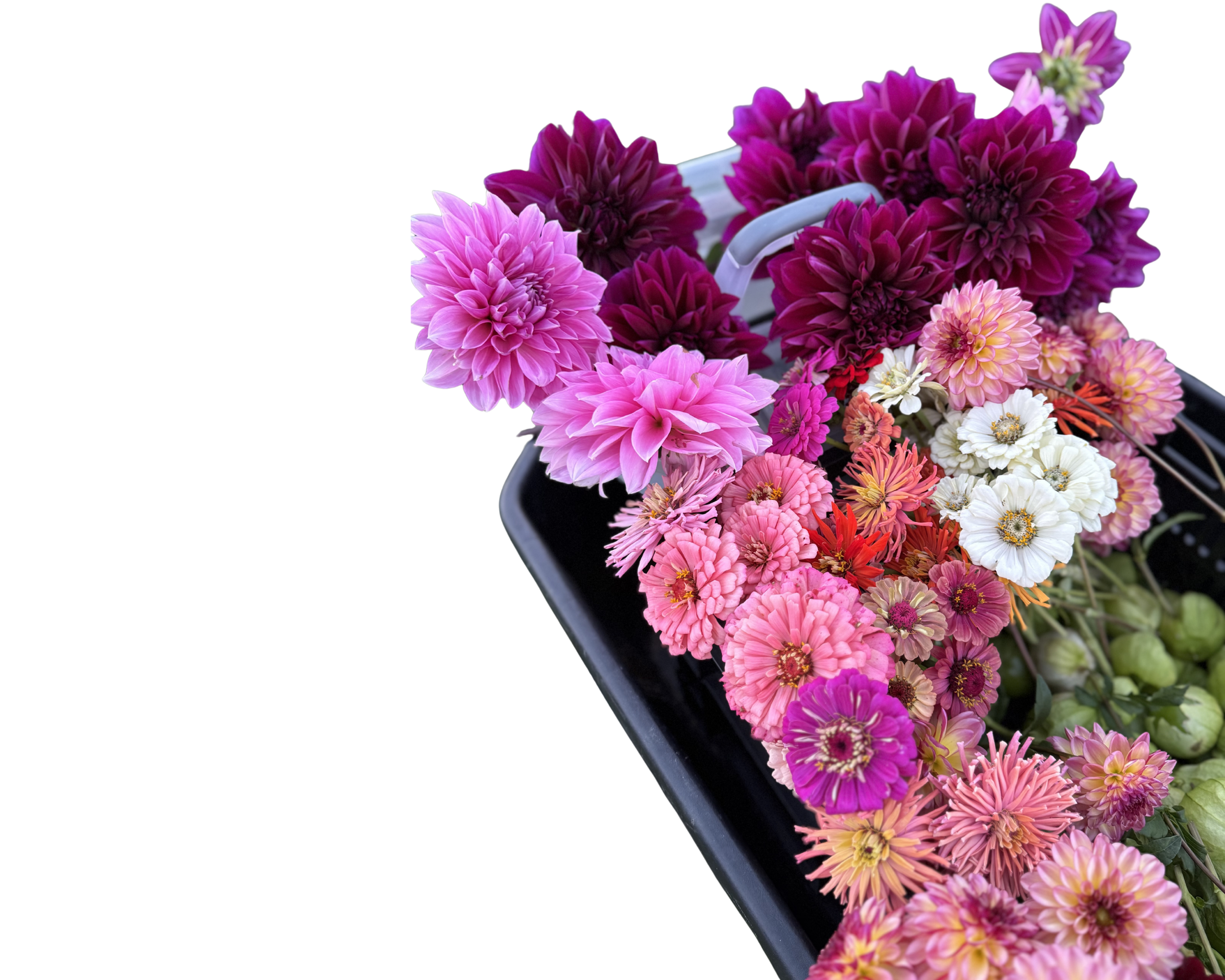 Flowers from Applecroft Farm headed to Farmstand on Route One in Waldoboro Maine