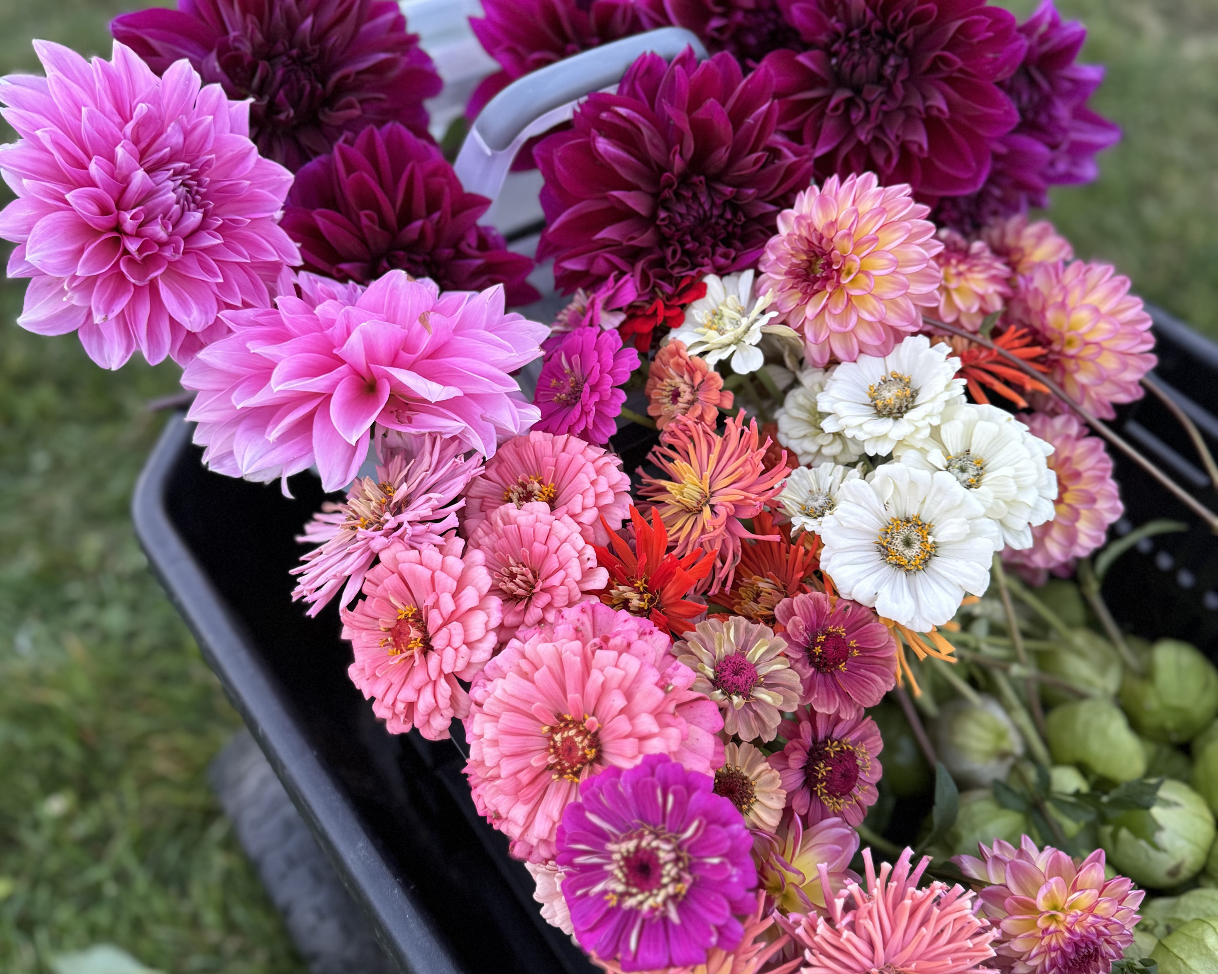Flowers in bloom at Applecroft Farmstand