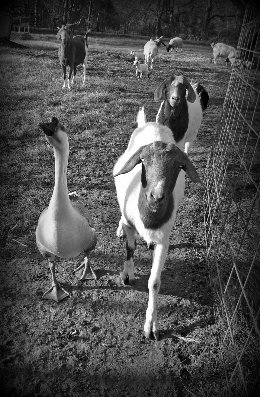 GoatGoose1.jpg