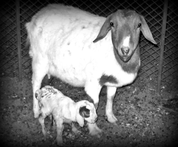 Goats.jpg