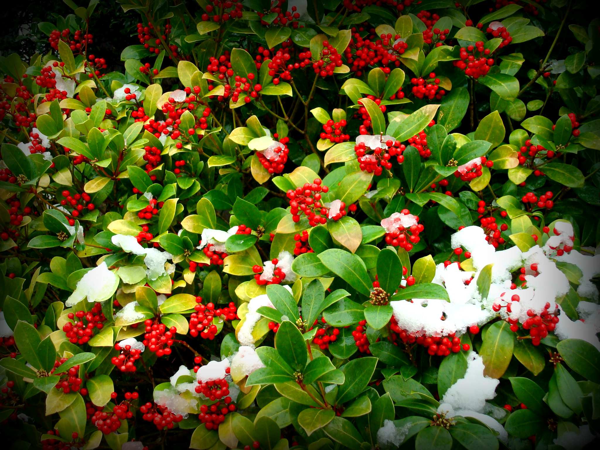 Redberries.jpg