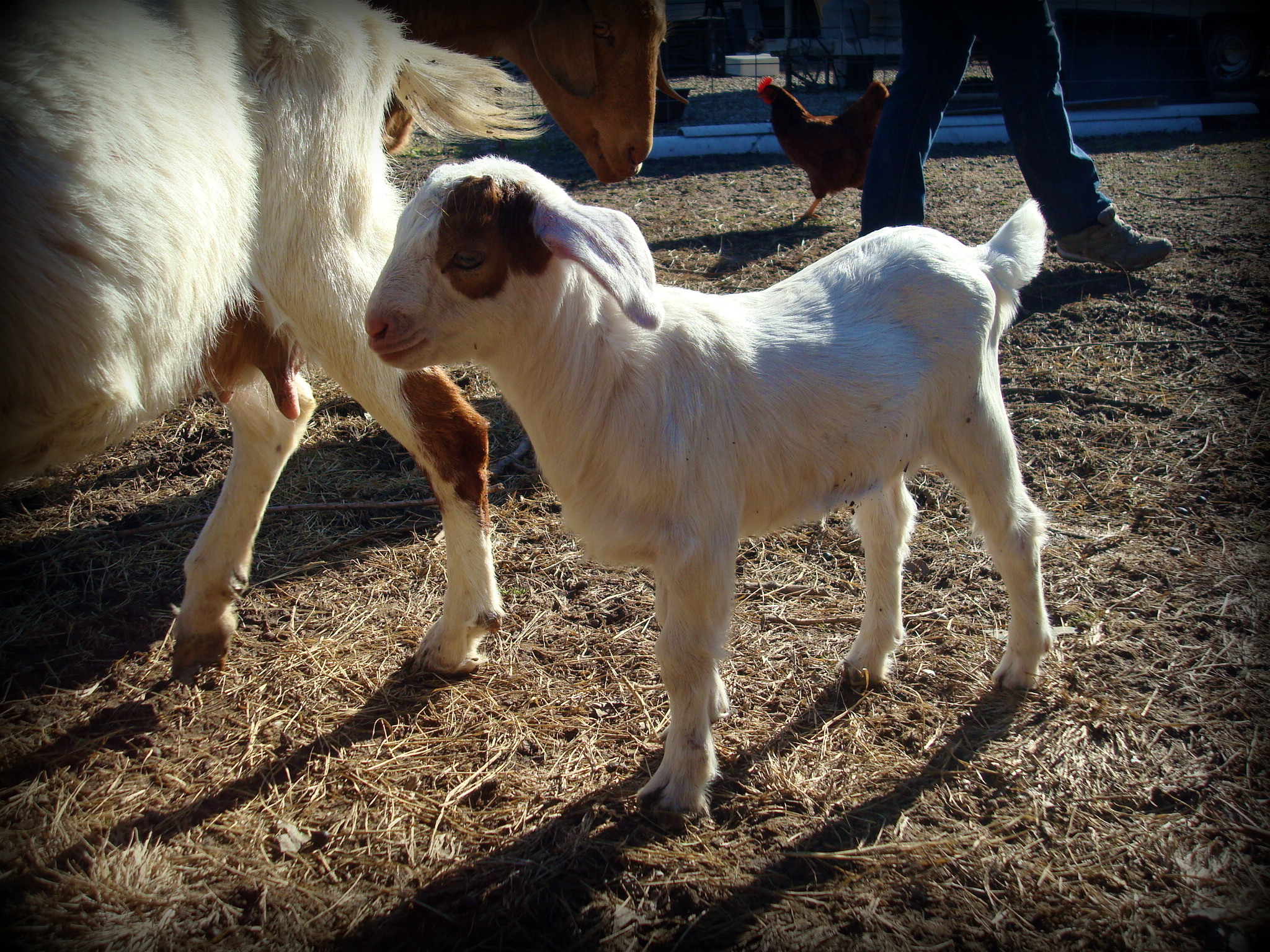 StinkerGoat'sBaby.jpg