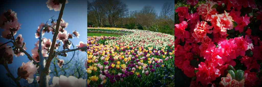 DallasBlooms5.jpg