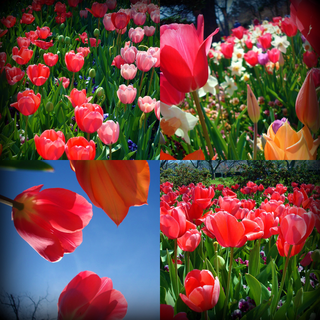 DallasBlooms2.jpg