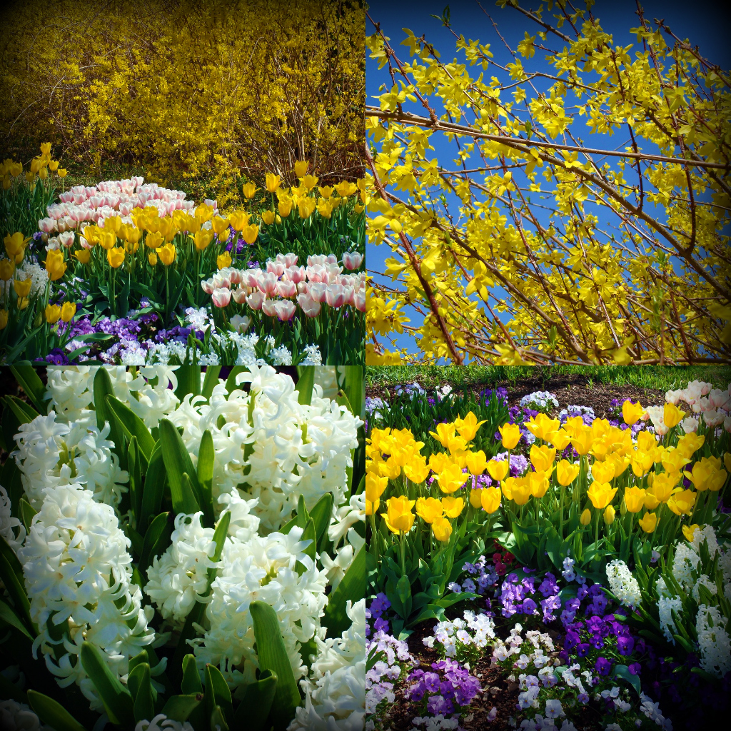 DallasBlooms3.jpg