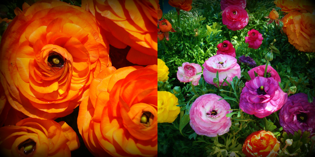 DallasBlooms4.jpg