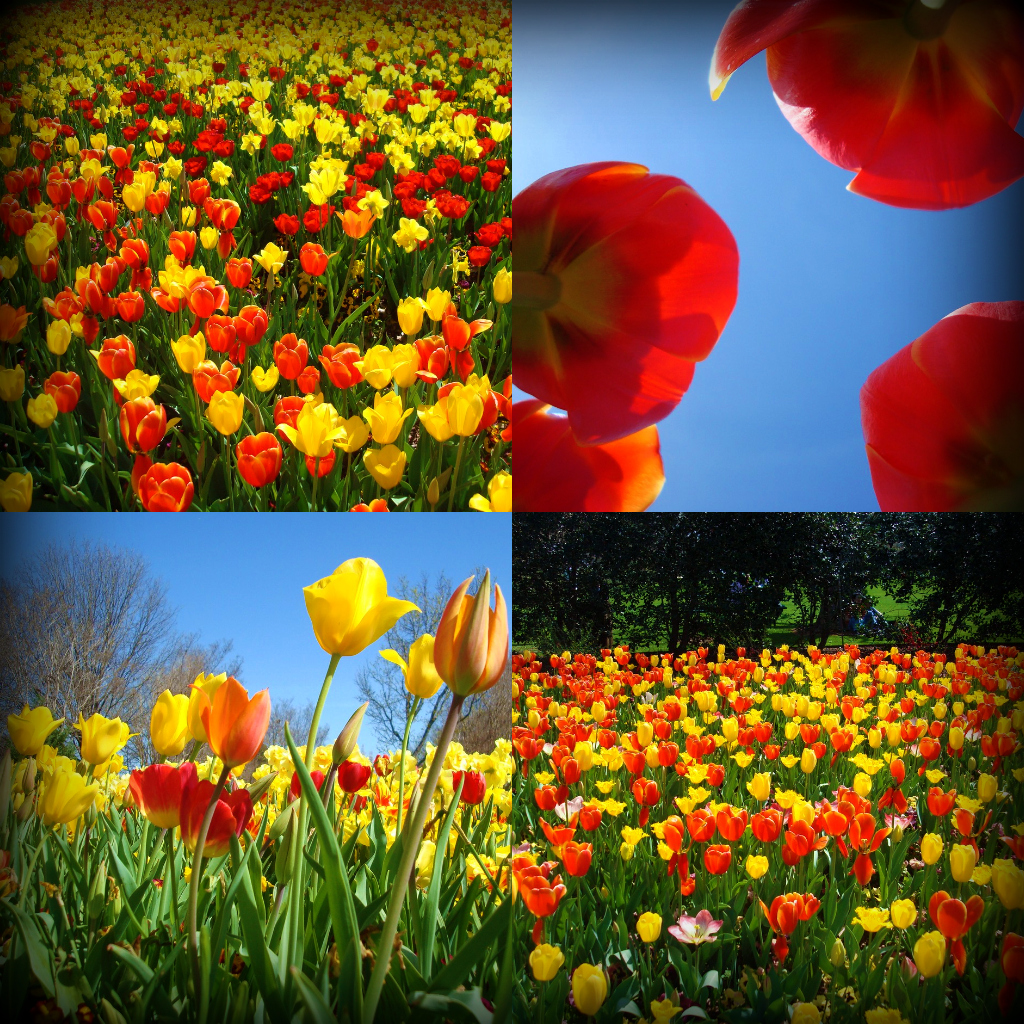 DallasBlooms1.jpg