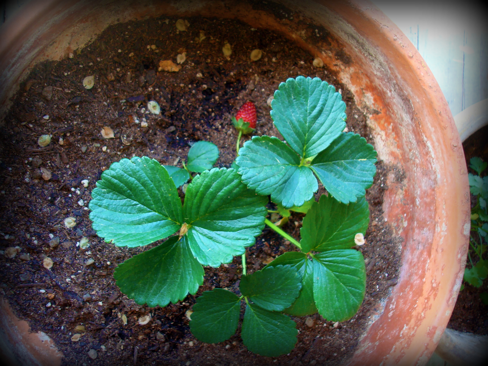 FirstStrawberry1.jpg