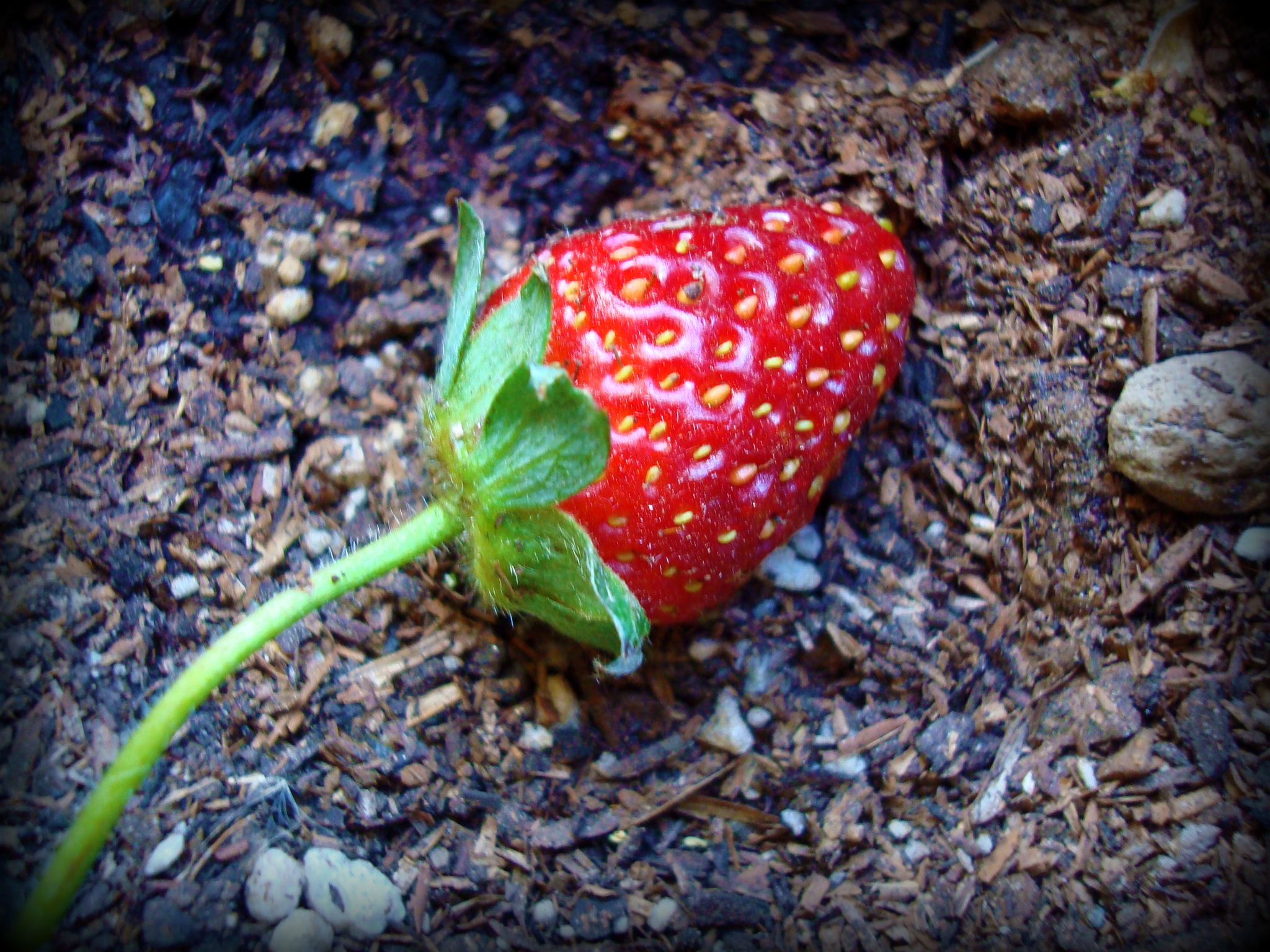 FirstStrawberry2.jpg