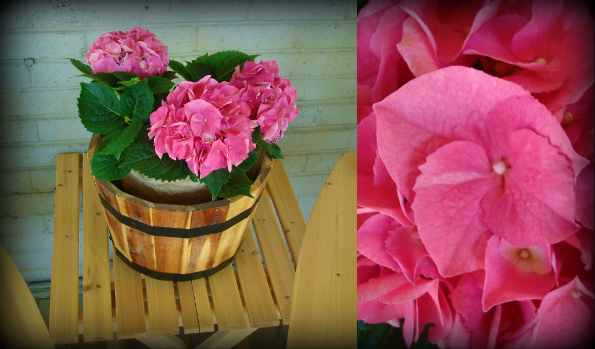 FlowersfromBrit.jpg