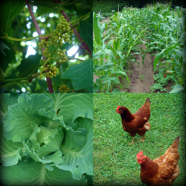 Garden2011-3.jpg