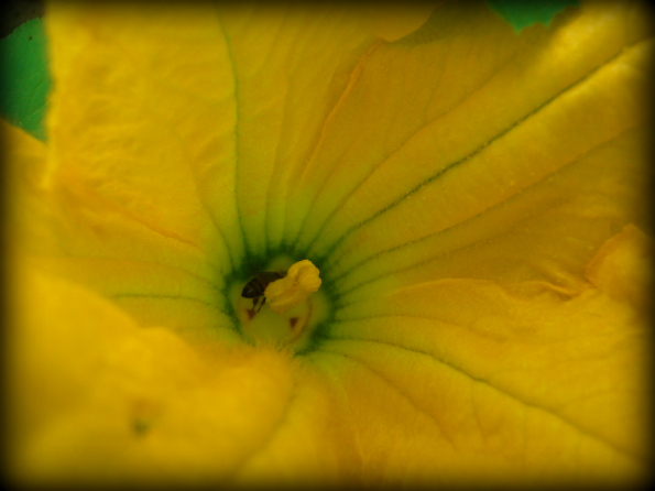 Garden2011-5.jpg
