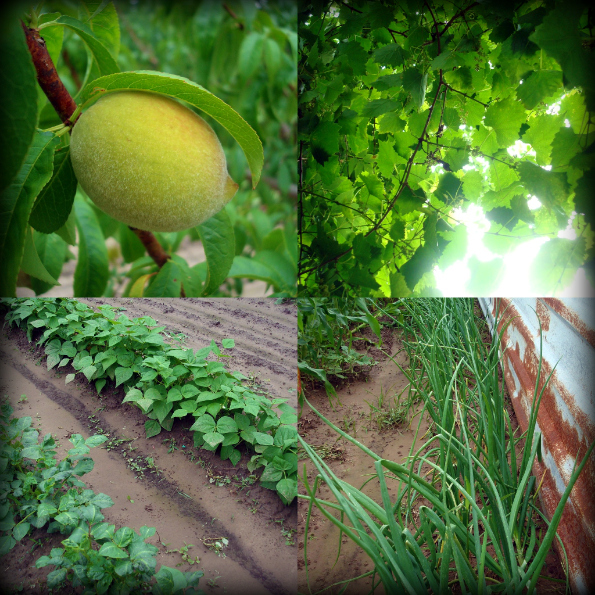 Garden2011-1.jpg