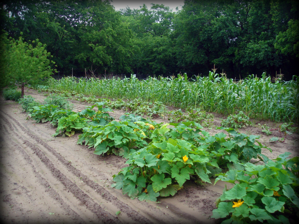 Garden2011-7.jpg