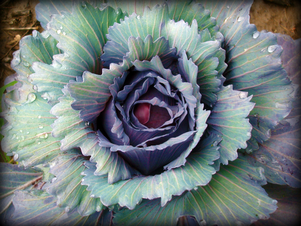 Garden2011-6.jpg