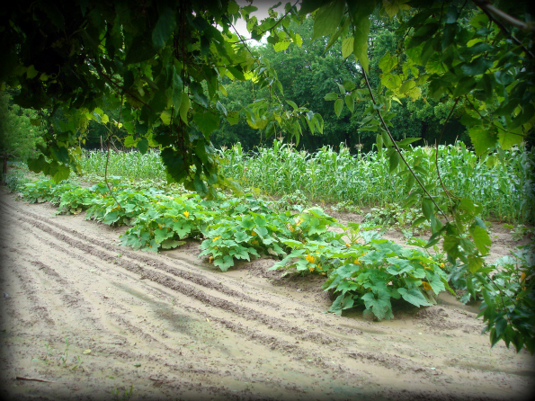 Garden2011-10.jpg
