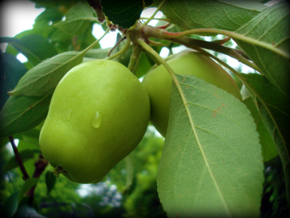 Garden2011-4.jpg