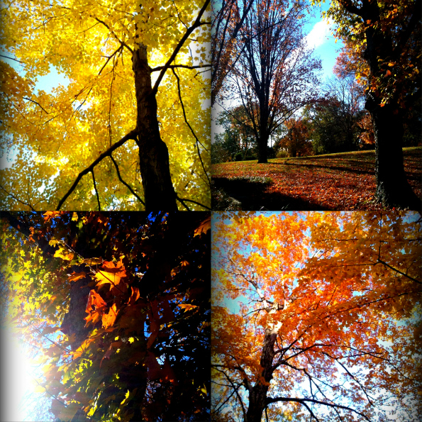 Leaves Collage 2.jpg
