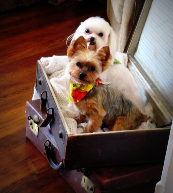 SuitcaseGirls1.jpg