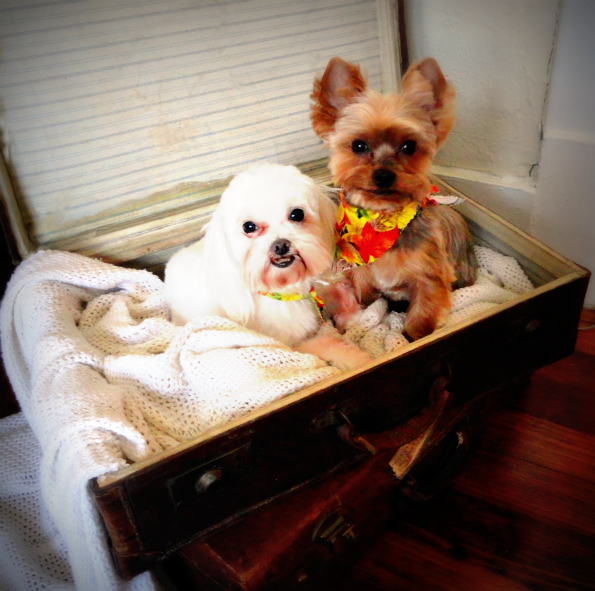SuitcaseGirls2.jpg