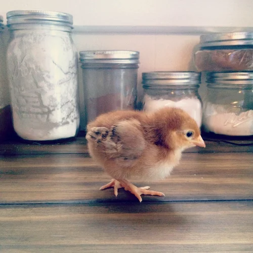 chicksruby.jpg