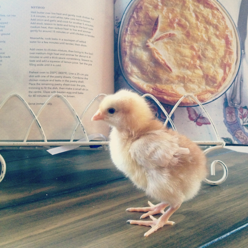 chicksginger.jpg