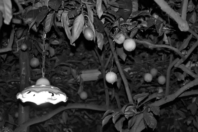 lemontree3.jpg