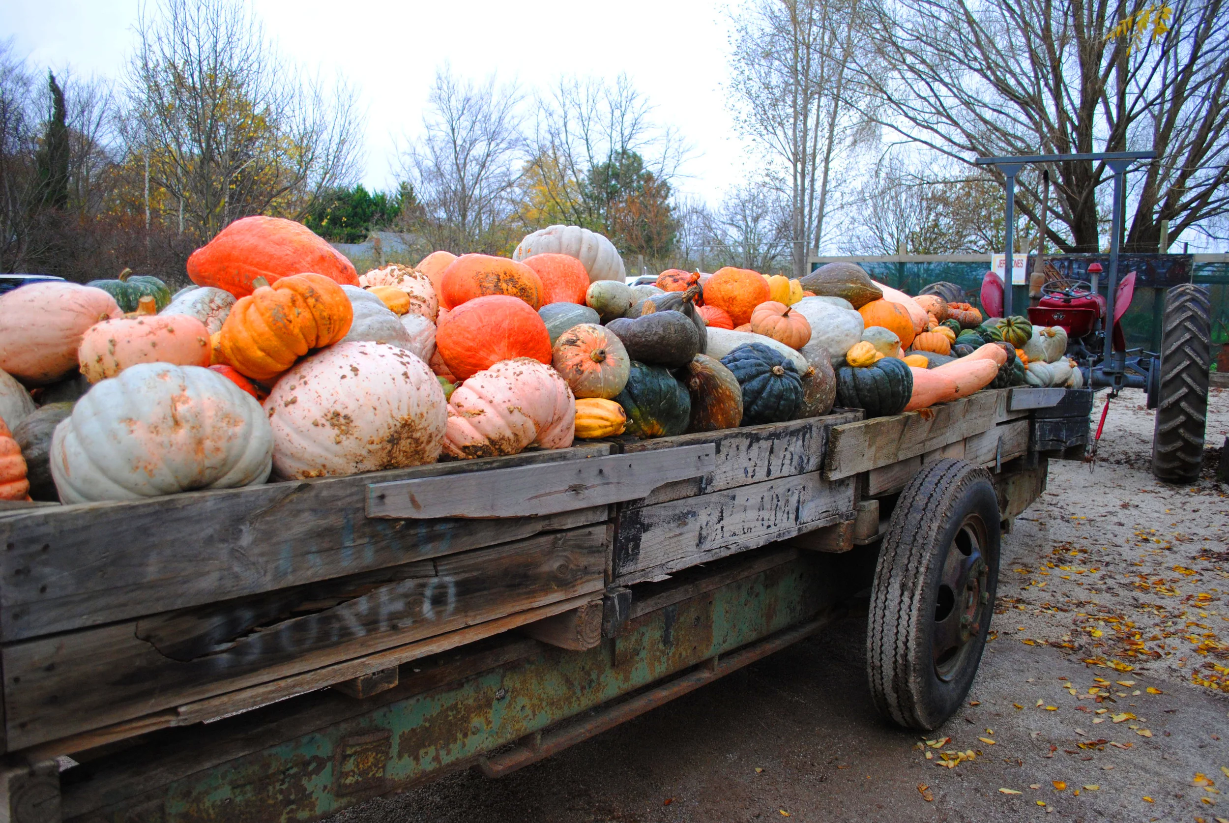 DSC_0761.pumpkin.jpg