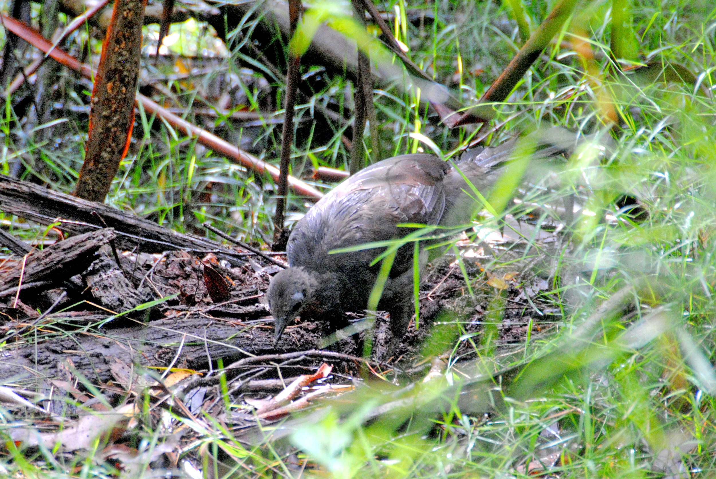 DSC_0858.c.jpg