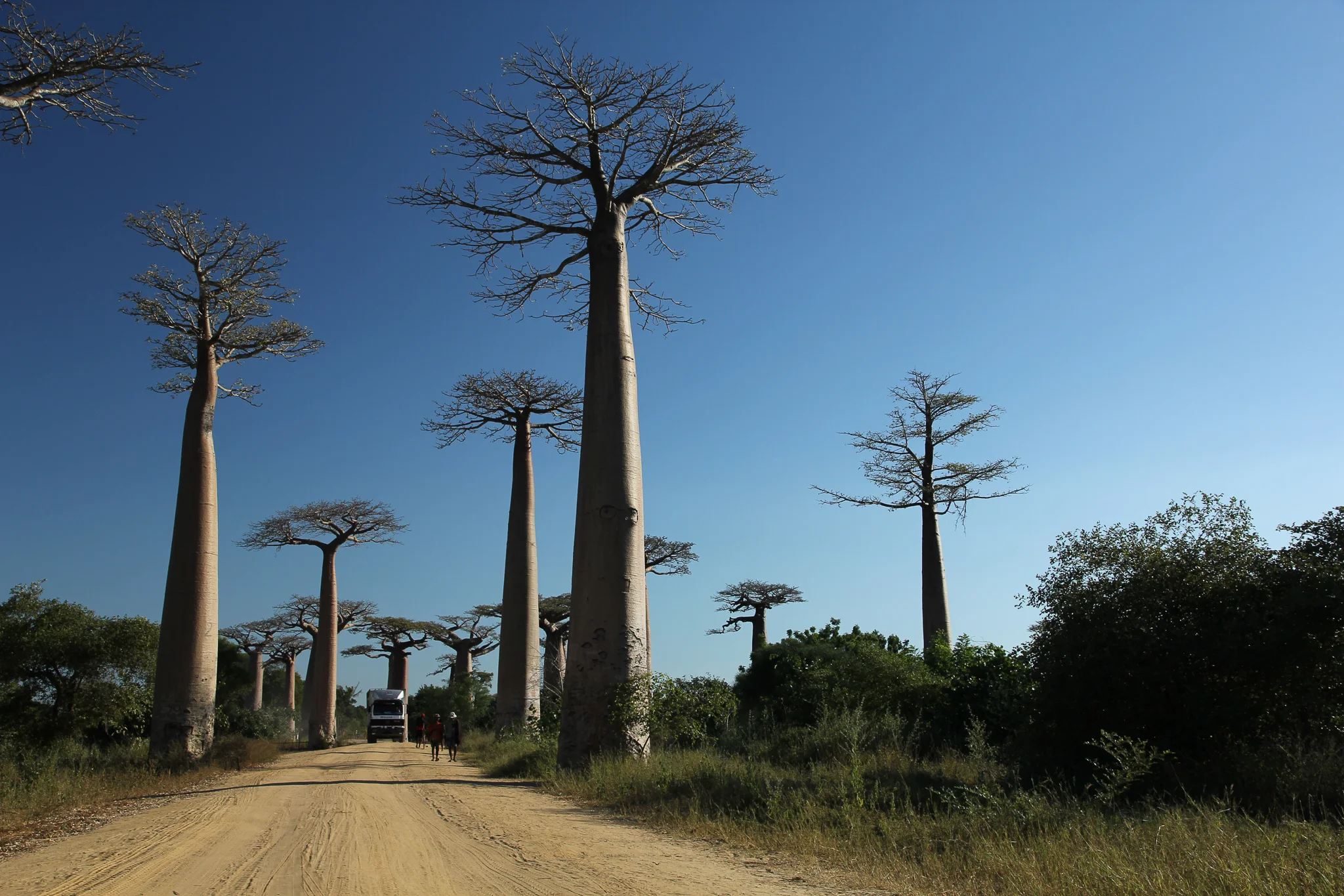 These baobab trees are insanely tall and strange