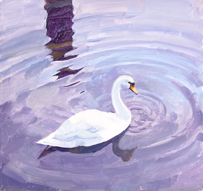 Swan, Early Morning Penryn