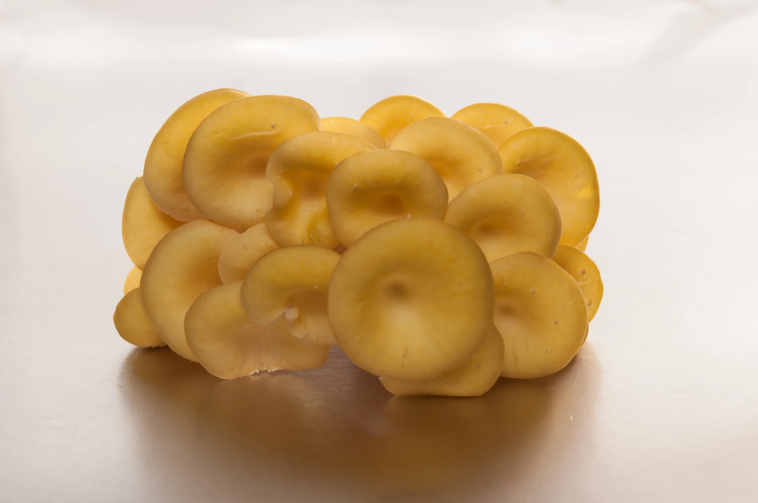 GoldenMushroom2.jpg