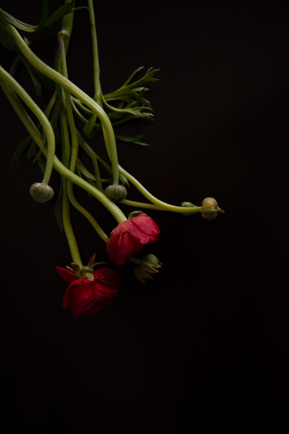 a study in color