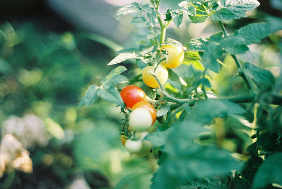 August In the Garden | Azzari Jarrett
