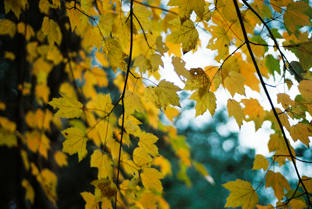 Fall Colors on Film | Nikon F100 | Portra 800 | Azzari Jarrett