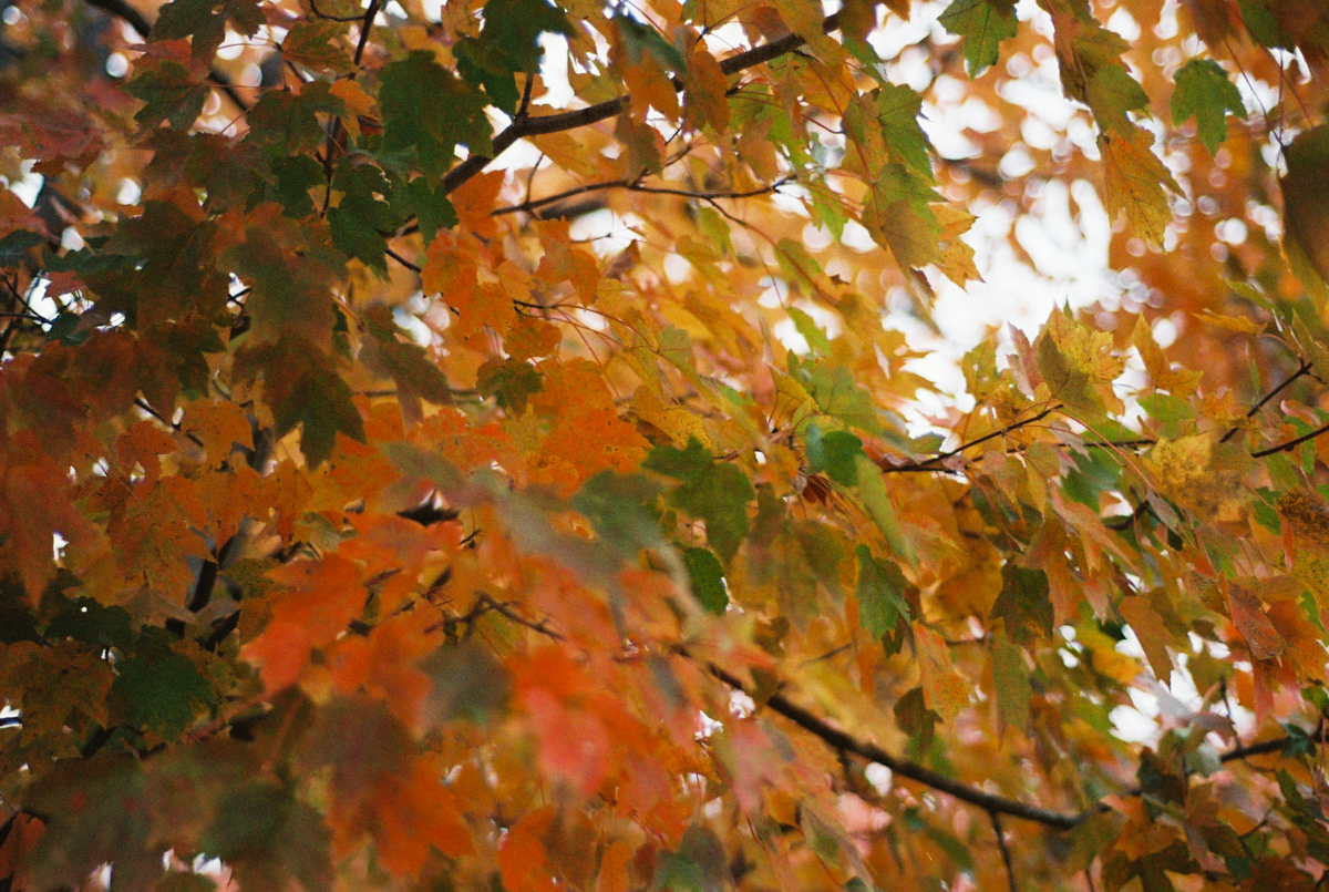 Fall Colors on Film | Nikon F100 | Portra 800 | Azzari Jarrett