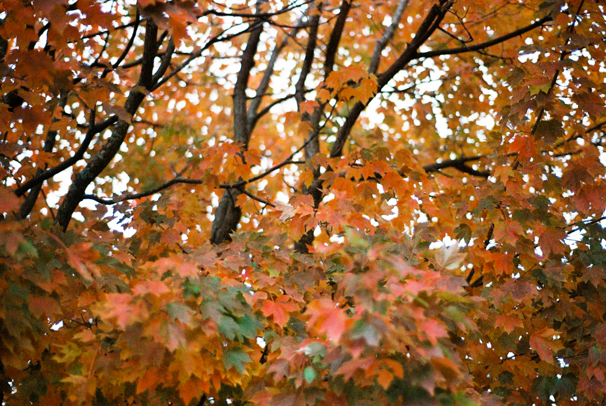 Fall Colors on Film | Nikon F100 | Portra 800 | Azzari Jarrett