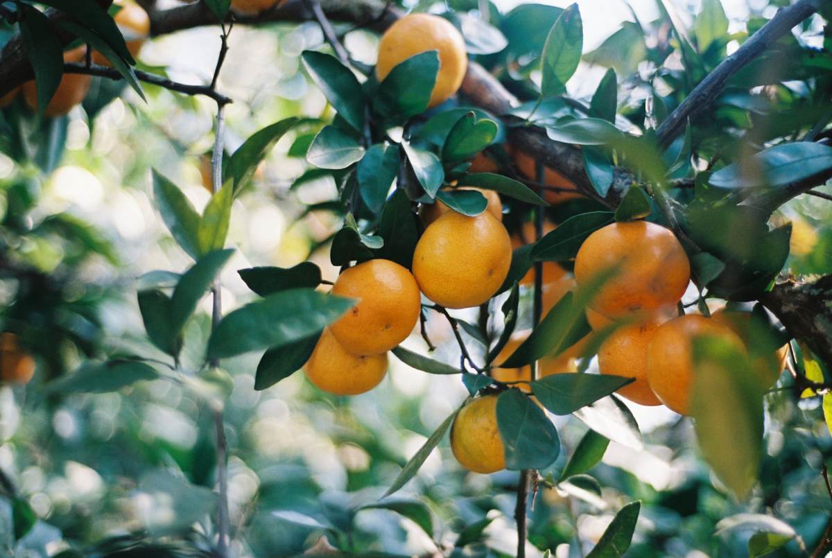 Late Fall Citrus Harvest | Azzari Jarrett