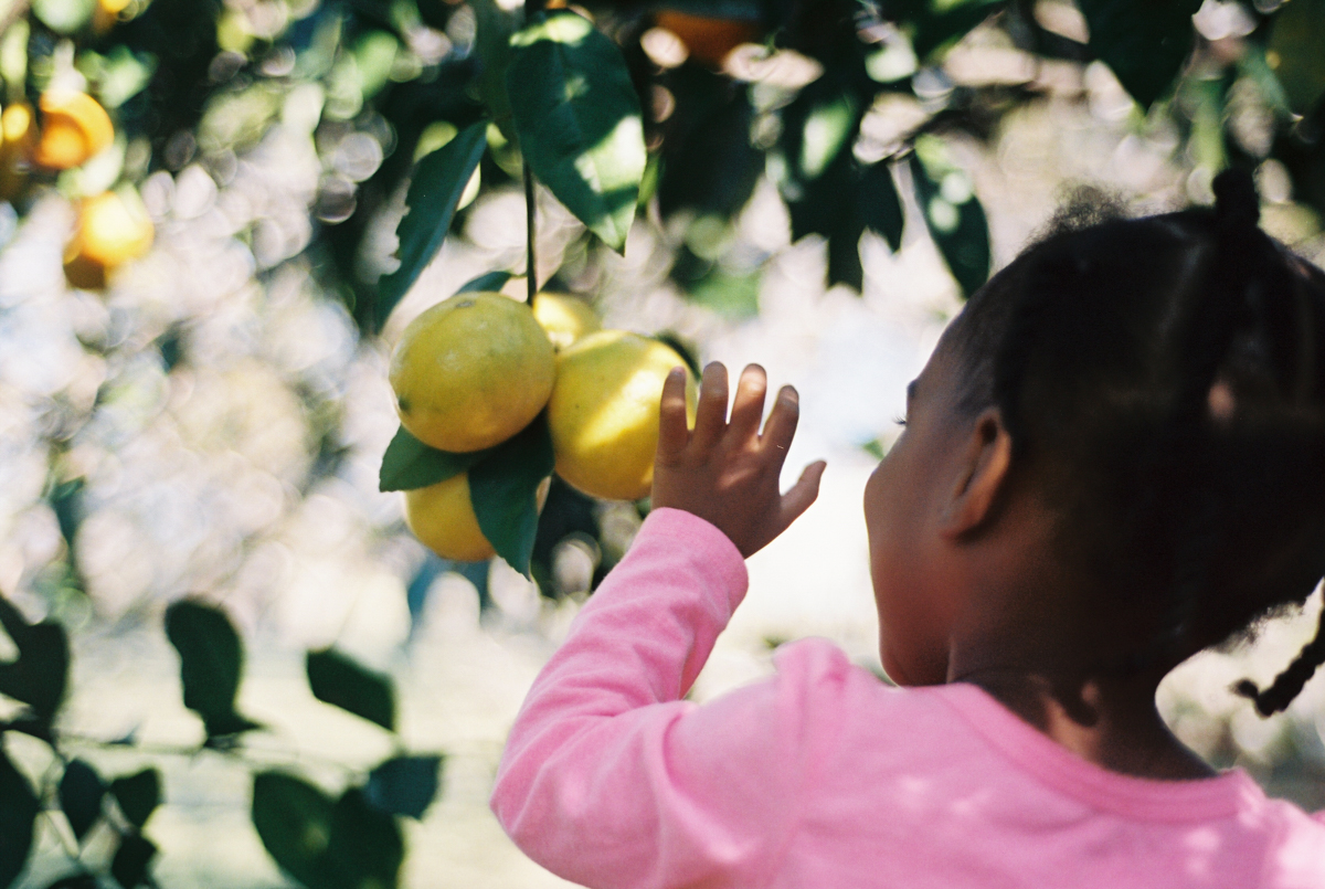 Late Fall Citrus Harvest | Azzari Jarrett