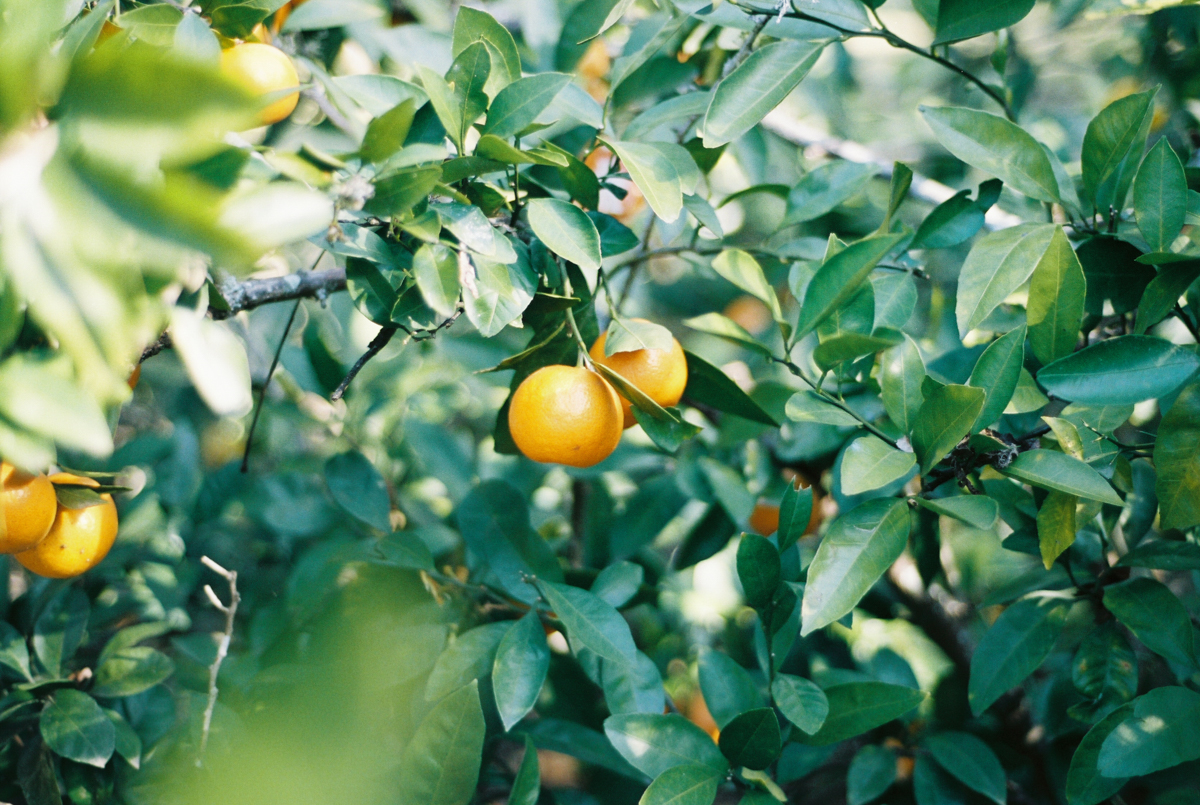 Late Fall Citrus Harvest | Azzari Jarrett