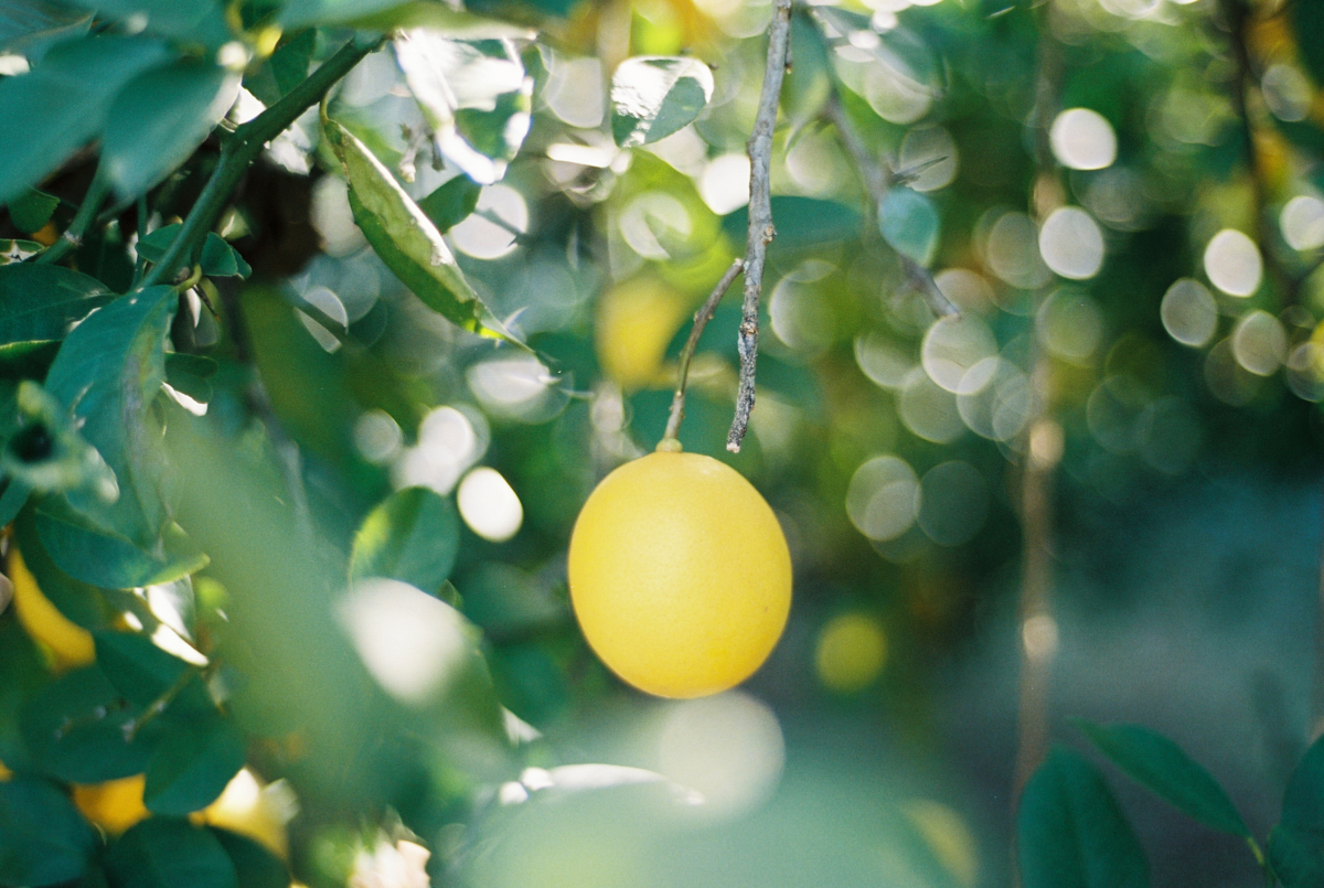 Late Fall Citrus Harvest | Azzari Jarrett