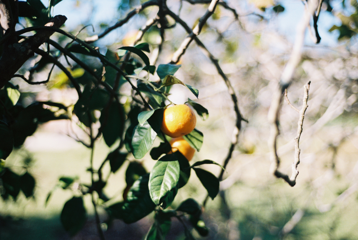 Late Fall Citrus Harvest | Azzari Jarrett