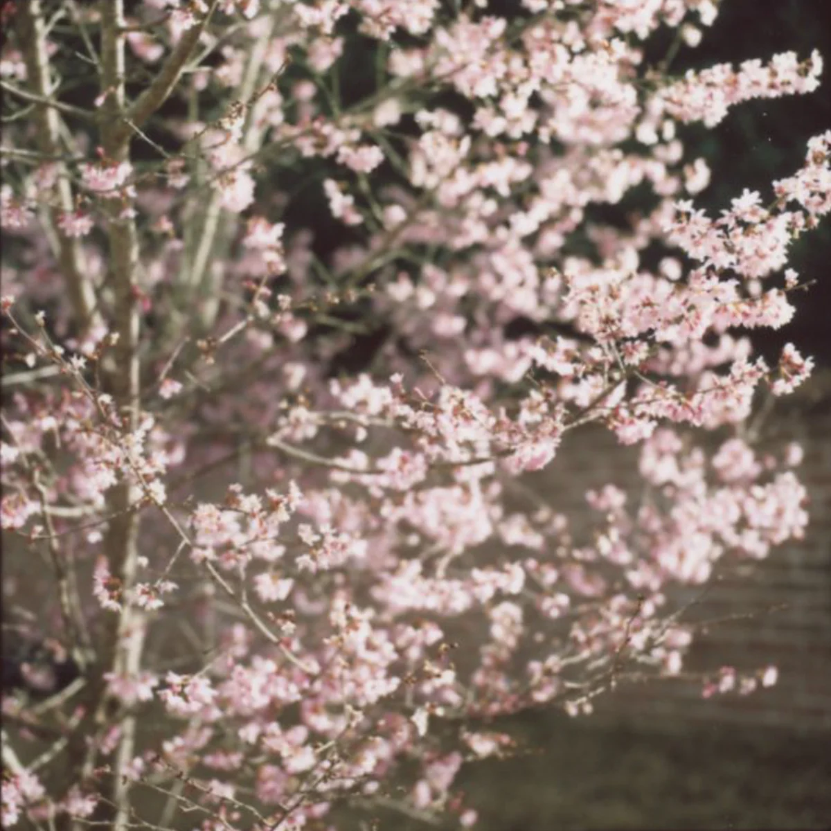 Almost Spring | Hasselblad 500c | Fuji FP 100c Film | Azzari Jarrett