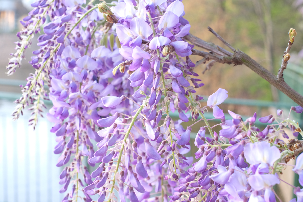Wisteria | Azzari Jarrett